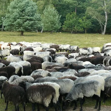 In The Lueneburg Heath *